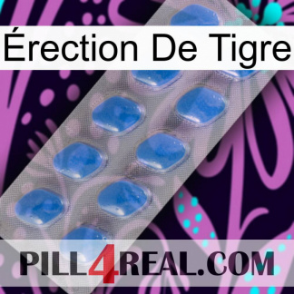 Érection De Tigre 22